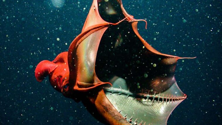 Foto: Monterey Bay Aquarium Research Institute (MBARI)