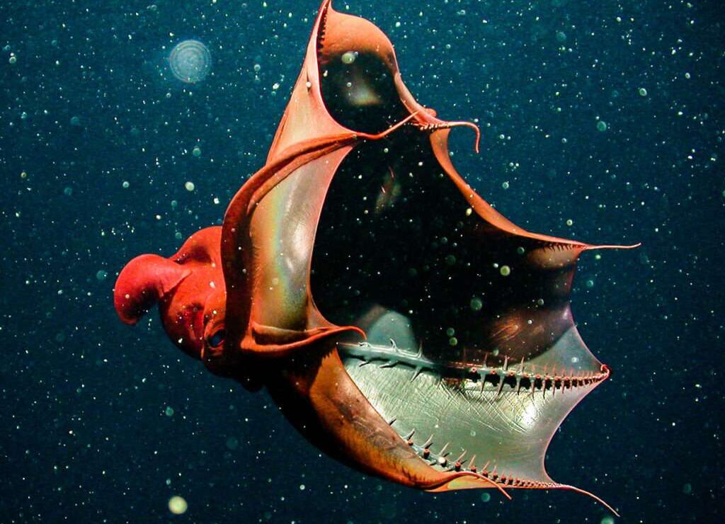Foto: Monterey Bay Aquarium Research Institute (MBARI)